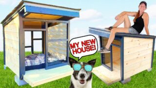 dog house